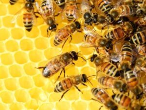 Skin map bees